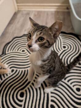 Damian -  Domestic Short Hair Cat for Adoption in San Antonio, Texas - Damian | PetCurious