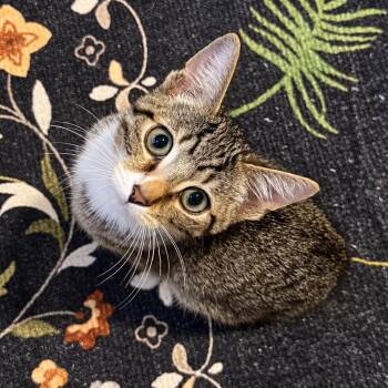 Jeep Liberty -  Domestic Short Hair Cat for Adoption in Richmond, Virginia - Jeep Liberty | PetCurious