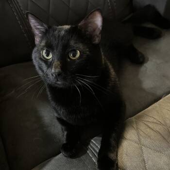 Rescue Domestic Short Hair Cats for Adoption in Lynchburg, Virginia - Klem | PetCurious