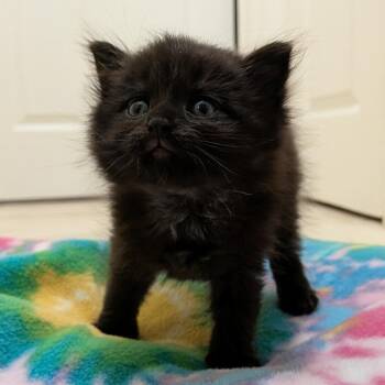 Hawk -  Domestic Short Hair Cat for Adoption in Watertown, New York - Hawk | PetCurious