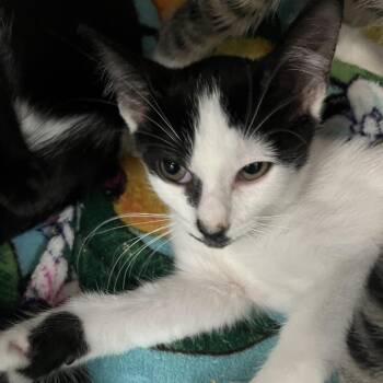Pawla Dean -  Domestic Short Hair Cat for Adoption in Lakeland, Florida - Pawla Dean | PetCurious