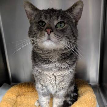 Domestic Short Hair Cats Available for Adoption in Aberdeen, Washington - Jack | PetCurious