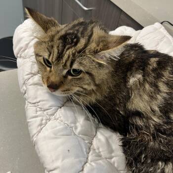 Domestic Medium Hair Cats Available for Adoption in Oak Park, Illinois - Raine | PetCurious