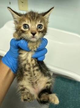 Sunny Day -  Domestic Short Hair Cat for Adoption in Largo, Florida - Sunny Day | PetCurious