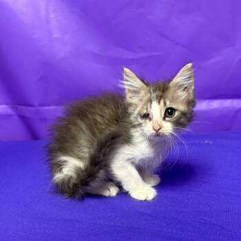 Loctite -  Domestic Short Hair Cat for Adoption in North Myrtle Beach, South Carolina - Loctite | PetCurious