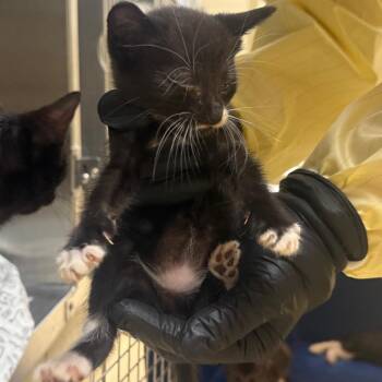 Patty (Brown) -  Domestic Short Hair Cat for Adoption in Winston-salem, North Carolina - Patty (Brown) | PetCurious
