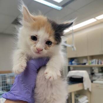 Banana Cream Pie -  Domestic Short Hair Cat for Adoption in Westminster, California - Banana Cream Pie | PetCurious