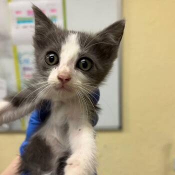 Macaroon (Dragonfly D9) -  Domestic Short Hair Cat for Adoption in Edinburg, Texas - Macaroon (Dragonfly D9) | PetCurious