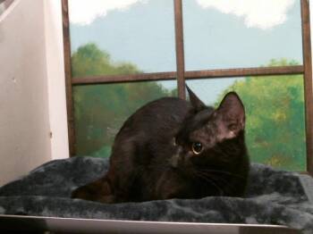 MOM 1 -  Domestic Short Hair Cat for Adoption in Houston, Texas - MOM 1 | PetCurious