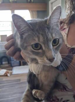 Ivory -  Domestic Short Hair Cat for Adoption in Deming, New Mexico - Ivory | PetCurious
