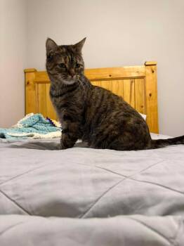 Domestic Medium Hair Cats Available for Adoption - Calypso | PetCurious