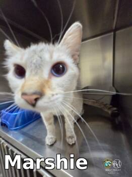 Marshie -  Domestic Short Hair Cat for Adoption in Rocky Mount, North Carolina - Marshie | PetCurious