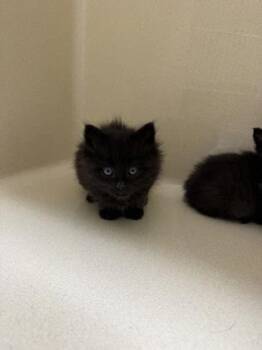 Walter -  Domestic Short Hair Cat for Adoption in Pequot Lakes, Minnesota - Walter | PetCurious