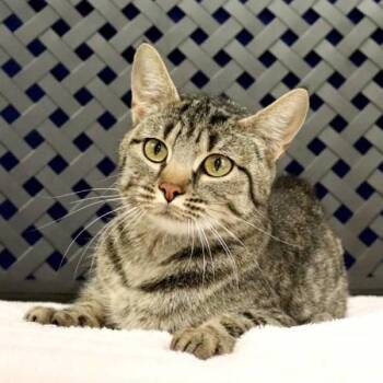 Amanda -  Domestic Short Hair Cat for Adoption in Midland, Texas - Amanda | PetCurious