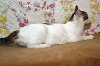 Rescue Domestic Short Hair Cats for Adoption in Redlands, California - Camo | PetCurious