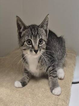 Rescue Domestic Short Hair Cats for Adoption in Decatur, Illinois - BOWMAX | PetCurious