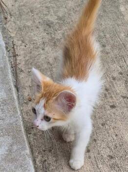Tabby and Domestic Short Hair Cats Available for Adoption in Brookhaven, Mississippi - Gouda 26 | PetCurious