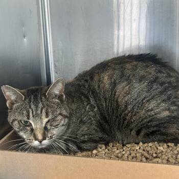 Domestic Short Hair Cats Available for Adoption - Bree | PetCurious