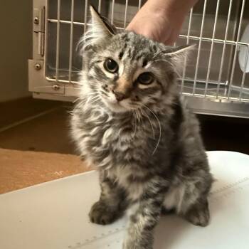 Siddy -  Domestic Short Hair Cat for Adoption in Cedaredge, Colorado - Siddy | PetCurious