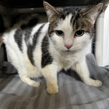 Chloe -  Domestic Short Hair Cat Available for Adoption in Harrisville, West Virginia - Chloe | PetCurious