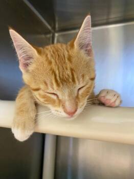 Skipper -  Domestic Short Hair Cat for Adoption in Grants Pass, Oregon - Skipper | PetCurious