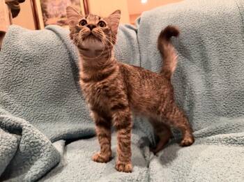 Lefty -  Domestic Medium Hair Cat for Adoption in Diamond Springs, California - Lefty | PetCurious