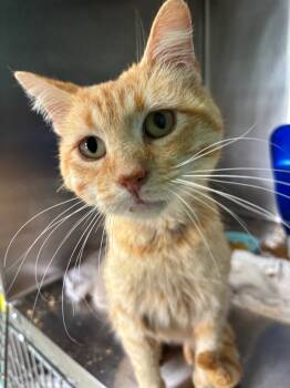 Rescue Domestic Short Hair Cats for Adoption in Ellijay, Georgia - Rupert | PetCurious