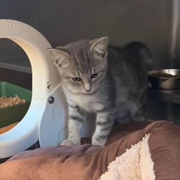 Pixel -  Domestic Short Hair Cat for Adoption in Bristol, Indiana - Pixel | PetCurious