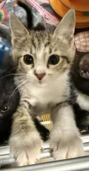 Olive -  Domestic Short Hair Cat for Adoption in Oakland, California - Olive | PetCurious