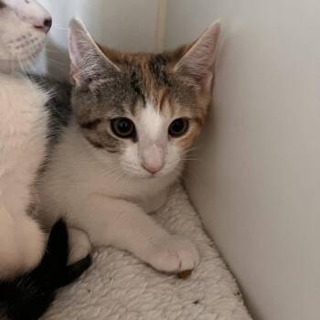 Patch -  Domestic Short Hair Cat for Adoption in Salisbury, Massachusetts - Patch | PetCurious
