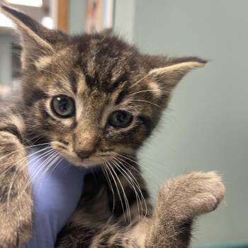 Crane -  Domestic Short Hair Cat for Adoption in Lenexa, Kansas - Crane | PetCurious