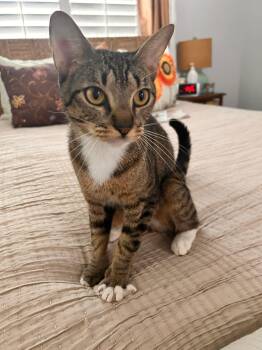 Trudy -  Domestic Short Hair Cat for Adoption in Tampa, Florida - Trudy | PetCurious