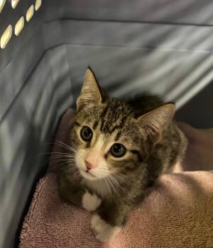 Domestic Medium Hair Cats Available for Adoption in Fort Lupton, Colorado - Three Eyelashed Tizzy | PetCurious