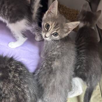 Laurilei 26-0723 -  Domestic Short Hair Cat for Adoption in Yanceyville, North Carolina - Laurilei 26-0723 | PetCurious