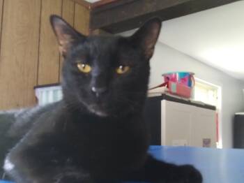 Panthro -  Domestic Short Hair Cat for Adoption in PORT WENTWRTH, Georgia - Panthro | PetCurious