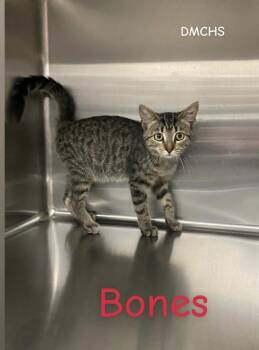 Rescue Domestic Short Hair Cats for Adoption in Burlington, Iowa - Miss Bones | PetCurious