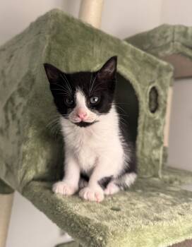 Svetlana -  Domestic Short Hair Cat for Adoption in Albany, New York - Svetlana | PetCurious