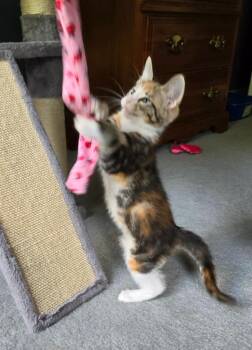 Tess -  Domestic Short Hair Cat for Adoption in Youngsville, North Carolina - Tess | PetCurious