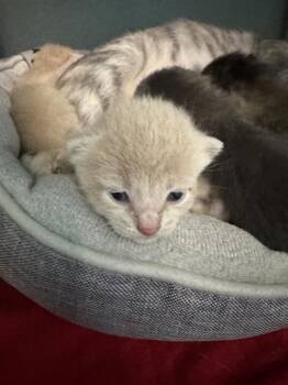BRUNO MARS -  Domestic Short Hair Cat for Adoption in Dallas, Texas - BRUNO MARS | PetCurious