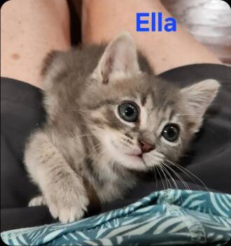 Ella -  Domestic Short Hair Cat for Adoption in San Jacinto, California - Ella | PetCurious