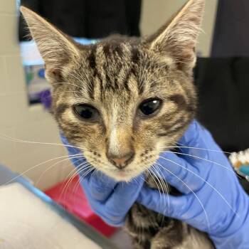 Waffle Fry -  Domestic Short Hair Cat for Adoption in Charlottesville, Virginia - Waffle Fry | PetCurious