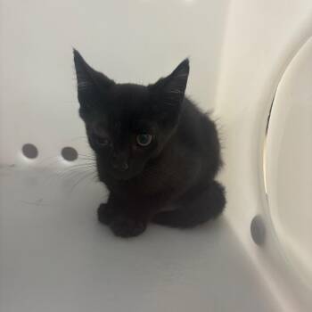 Talon -  Domestic Short Hair Cat for Adoption in Columbus, Georgia - Talon | PetCurious