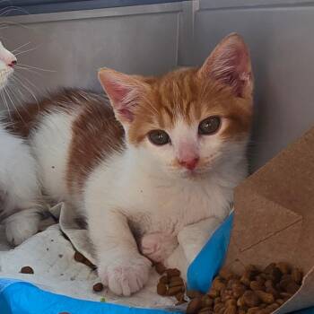 Domestic Short Hair Cats Available for Adoption in Melrose, Florida - Orange Julius | PetCurious