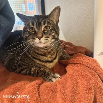 Mabel -  Domestic Short Hair Cat Available for Adoption in Cheyenne, Wyoming - Mabel | PetCurious