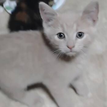 Domestic Short Hair Cats Available for Adoption in Carmel, Indiana - Big Bud | PetCurious