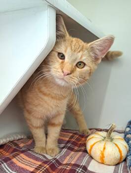 Rescue Tabby Cats for Adoption in New Albany, Ohio - Sunkist | PetCurious