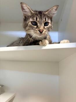 Zora -  Domestic Medium Hair Cat for Adoption in Huntington, Indiana - Zora | PetCurious