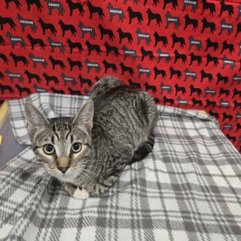 Barton -  Domestic Short Hair Cat for Adoption in Washburn, Missouri - Barton | PetCurious