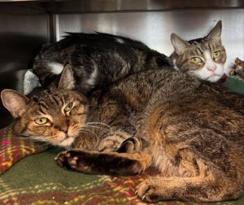 American Bobtail Cats Available for Adoption - Mitch | PetCurious