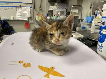 WINNIE - NEEDS A FOSTER -  Domestic Short Hair Cat for Adoption in Ontario, California - WINNIE - NEEDS A FOSTER | PetCurious